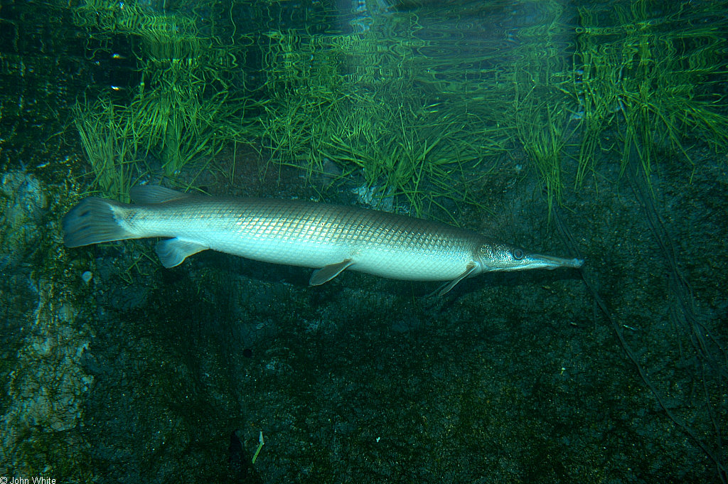 Lepisosteus platostomus